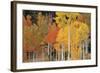 Autumn Aspen Trees-David Nunuk-Framed Premium Photographic Print