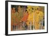 Autumn Aspen Trees-David Nunuk-Framed Premium Photographic Print