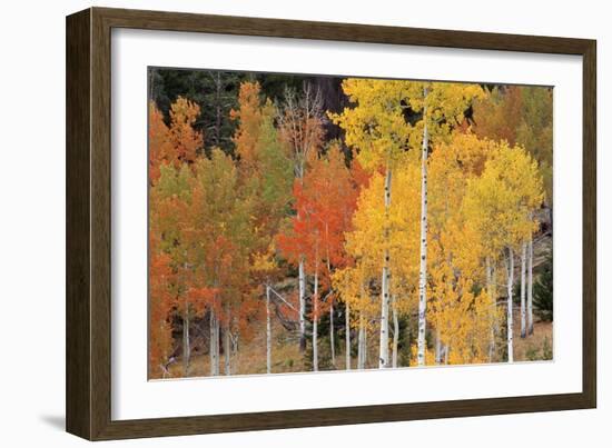 Autumn Aspen Trees-David Nunuk-Framed Photographic Print