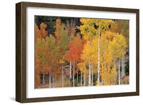 Autumn Aspen Trees-David Nunuk-Framed Photographic Print