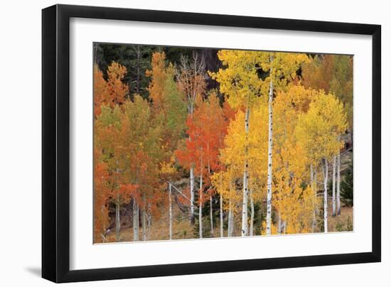 Autumn Aspen Trees-David Nunuk-Framed Photographic Print