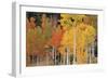 Autumn Aspen Trees-David Nunuk-Framed Photographic Print