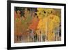 Autumn Aspen Trees-David Nunuk-Framed Photographic Print