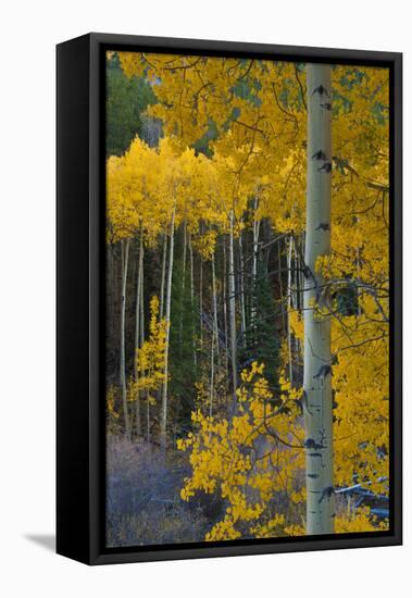 Autumn Aspens Along Cottonwood Pass, Rocky Mountains, Colorado,USA-Anna Miller-Framed Stretched Canvas