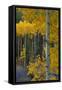 Autumn Aspens Along Cottonwood Pass, Rocky Mountains, Colorado,USA-Anna Miller-Framed Stretched Canvas