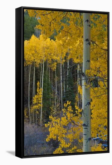 Autumn Aspens Along Cottonwood Pass, Rocky Mountains, Colorado,USA-Anna Miller-Framed Stretched Canvas