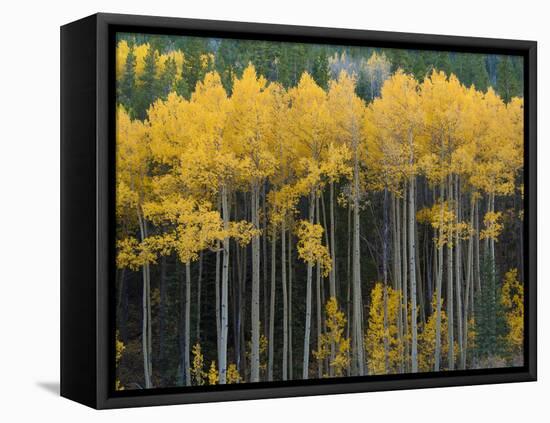 Autumn Aspens Along Cottonwood Pass, Rocky Mountains, Colorado,USA-Anna Miller-Framed Stretched Canvas