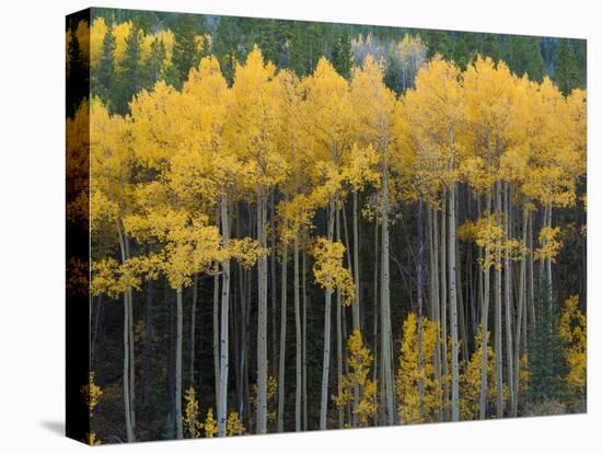 Autumn Aspens Along Cottonwood Pass, Rocky Mountains, Colorado,USA-Anna Miller-Stretched Canvas