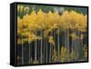 Autumn Aspens Along Cottonwood Pass, Rocky Mountains, Colorado,USA-Anna Miller-Framed Stretched Canvas