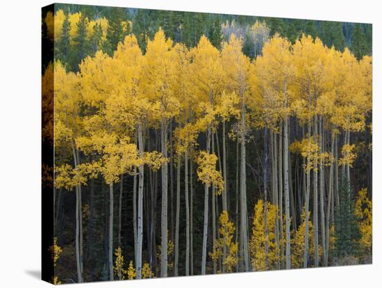 Autumn Aspens Along Cottonwood Pass, Rocky Mountains, Colorado,USA-Anna Miller-Stretched Canvas