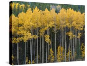 Autumn Aspens Along Cottonwood Pass, Rocky Mountains, Colorado,USA-Anna Miller-Stretched Canvas