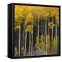 Autumn Aspens Along Cottonwood Pass, Rocky Mountains, Colorado,USA-Anna Miller-Framed Stretched Canvas