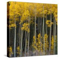 Autumn Aspens Along Cottonwood Pass, Rocky Mountains, Colorado,USA-Anna Miller-Stretched Canvas