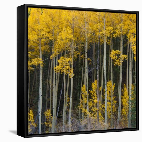 Autumn Aspens Along Cottonwood Pass, Rocky Mountains, Colorado,USA-Anna Miller-Framed Stretched Canvas