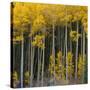 Autumn Aspens Along Cottonwood Pass, Rocky Mountains, Colorado,USA-Anna Miller-Stretched Canvas