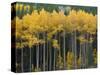 Autumn Aspens Along Cottonwood Pass, Rocky Mountains, Colorado,USA-Anna Miller-Stretched Canvas