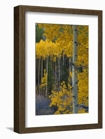 Autumn Aspens Along Cottonwood Pass, Rocky Mountains, Colorado,USA-Anna Miller-Framed Photographic Print