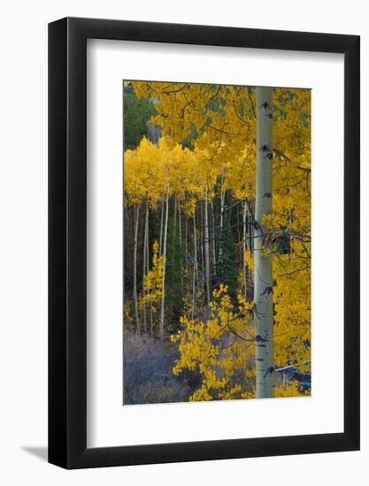 Autumn Aspens Along Cottonwood Pass, Rocky Mountains, Colorado,USA-Anna Miller-Framed Photographic Print