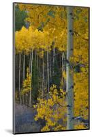 Autumn Aspens Along Cottonwood Pass, Rocky Mountains, Colorado,USA-Anna Miller-Mounted Photographic Print