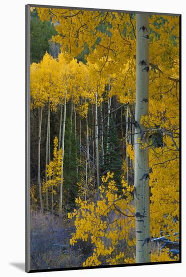 Autumn Aspens Along Cottonwood Pass, Rocky Mountains, Colorado,USA-Anna Miller-Mounted Photographic Print