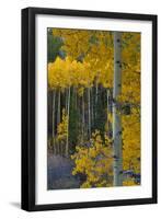 Autumn Aspens Along Cottonwood Pass, Rocky Mountains, Colorado,USA-Anna Miller-Framed Photographic Print