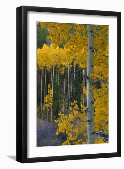 Autumn Aspens Along Cottonwood Pass, Rocky Mountains, Colorado,USA-Anna Miller-Framed Photographic Print