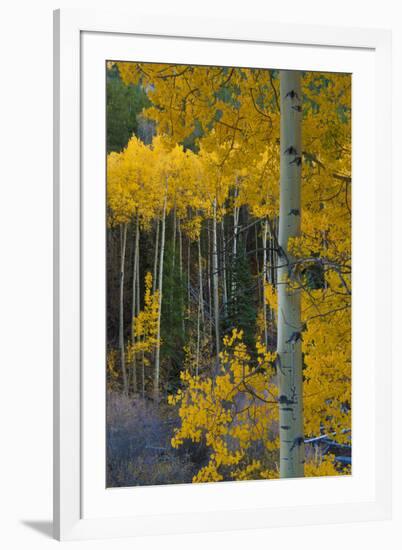 Autumn Aspens Along Cottonwood Pass, Rocky Mountains, Colorado,USA-Anna Miller-Framed Photographic Print