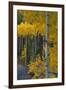 Autumn Aspens Along Cottonwood Pass, Rocky Mountains, Colorado,USA-Anna Miller-Framed Photographic Print