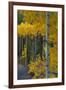 Autumn Aspens Along Cottonwood Pass, Rocky Mountains, Colorado,USA-Anna Miller-Framed Photographic Print