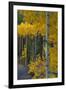 Autumn Aspens Along Cottonwood Pass, Rocky Mountains, Colorado,USA-Anna Miller-Framed Photographic Print