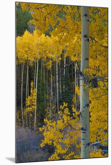 Autumn Aspens Along Cottonwood Pass, Rocky Mountains, Colorado,USA-Anna Miller-Mounted Photographic Print