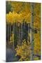 Autumn Aspens Along Cottonwood Pass, Rocky Mountains, Colorado,USA-Anna Miller-Mounted Photographic Print