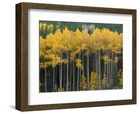 Autumn Aspens Along Cottonwood Pass, Rocky Mountains, Colorado,USA-Anna Miller-Framed Photographic Print