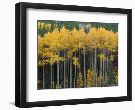 Autumn Aspens Along Cottonwood Pass, Rocky Mountains, Colorado,USA-Anna Miller-Framed Photographic Print