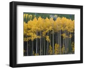 Autumn Aspens Along Cottonwood Pass, Rocky Mountains, Colorado,USA-Anna Miller-Framed Photographic Print