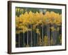 Autumn Aspens Along Cottonwood Pass, Rocky Mountains, Colorado,USA-Anna Miller-Framed Photographic Print