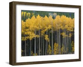 Autumn Aspens Along Cottonwood Pass, Rocky Mountains, Colorado,USA-Anna Miller-Framed Photographic Print