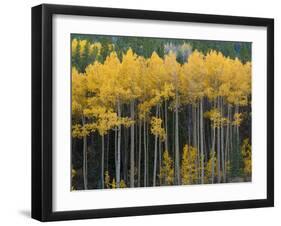 Autumn Aspens Along Cottonwood Pass, Rocky Mountains, Colorado,USA-Anna Miller-Framed Photographic Print