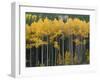 Autumn Aspens Along Cottonwood Pass, Rocky Mountains, Colorado,USA-Anna Miller-Framed Photographic Print