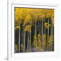 Autumn Aspens Along Cottonwood Pass, Rocky Mountains, Colorado,USA-Anna Miller-Framed Photographic Print