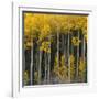 Autumn Aspens Along Cottonwood Pass, Rocky Mountains, Colorado,USA-Anna Miller-Framed Photographic Print