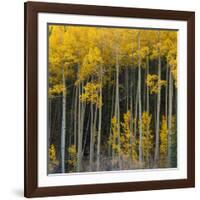 Autumn Aspens Along Cottonwood Pass, Rocky Mountains, Colorado,USA-Anna Miller-Framed Photographic Print