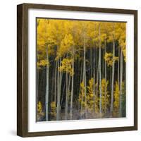 Autumn Aspens Along Cottonwood Pass, Rocky Mountains, Colorado,USA-Anna Miller-Framed Photographic Print