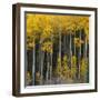 Autumn Aspens Along Cottonwood Pass, Rocky Mountains, Colorado,USA-Anna Miller-Framed Photographic Print