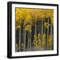 Autumn Aspens Along Cottonwood Pass, Rocky Mountains, Colorado,USA-Anna Miller-Framed Photographic Print