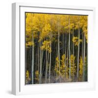 Autumn Aspens Along Cottonwood Pass, Rocky Mountains, Colorado,USA-Anna Miller-Framed Photographic Print