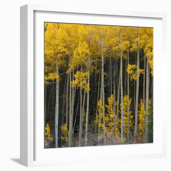 Autumn Aspens Along Cottonwood Pass, Rocky Mountains, Colorado,USA-Anna Miller-Framed Photographic Print