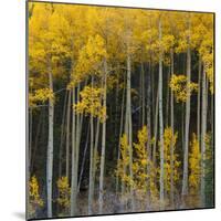 Autumn Aspens Along Cottonwood Pass, Rocky Mountains, Colorado,USA-Anna Miller-Mounted Photographic Print