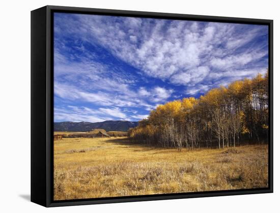 Autumn Aspens and Old Barn, Big Snowy Mountains, Judith Gap, Montana, USA-Chuck Haney-Framed Stretched Canvas