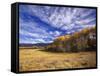 Autumn Aspens and Old Barn, Big Snowy Mountains, Judith Gap, Montana, USA-Chuck Haney-Framed Stretched Canvas